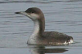 Plongeon arctique