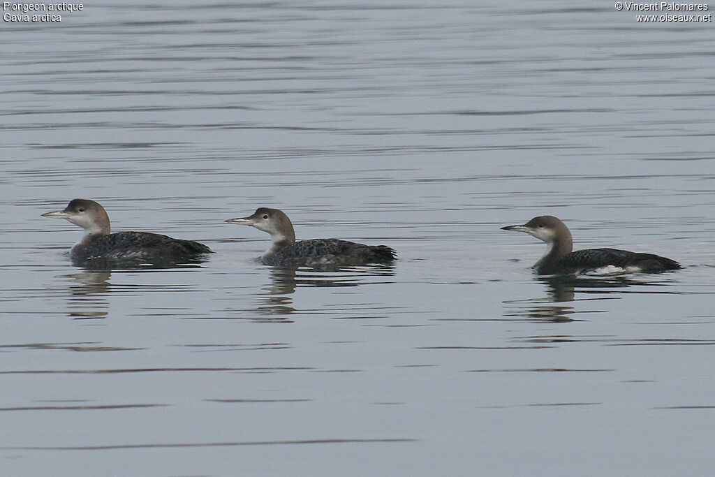 Plongeon arctique