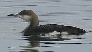 Black-throated Loon