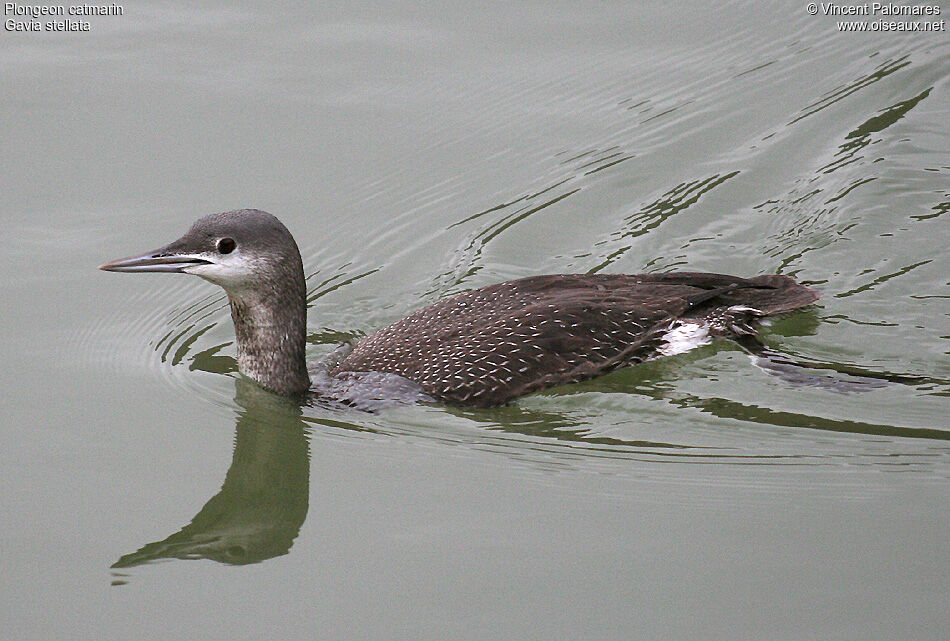 Plongeon catmarinimmature