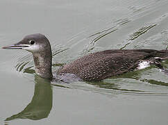 Red-throated Loon