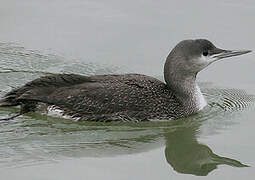 Red-throated Loon