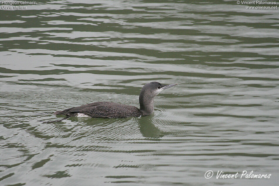 Plongeon catmarinimmature