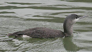 Red-throated Loon