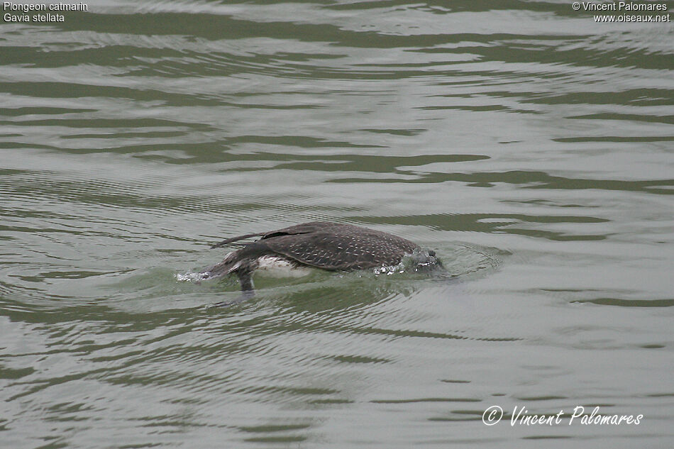 Plongeon catmarinimmature