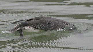 Red-throated Loon