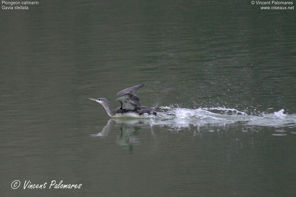 Plongeon catmarinimmature