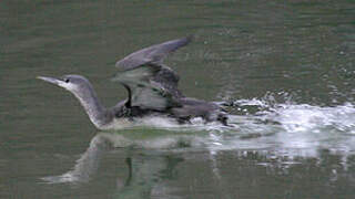 Red-throated Loon