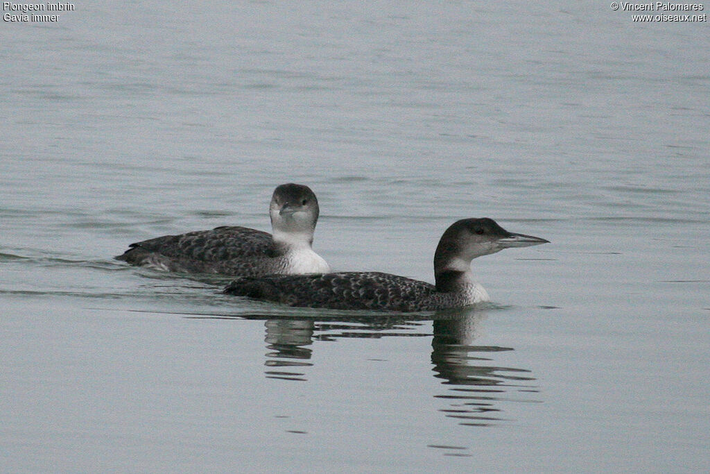 Common Loon