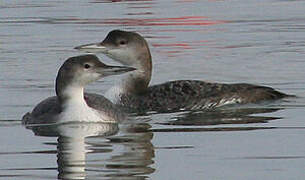 Common Loon