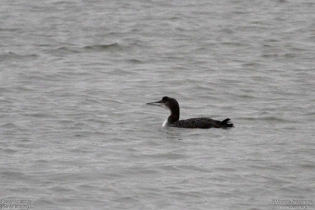 Plongeon imbrin