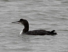 Common Loon