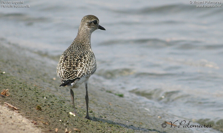 Grey Ploverjuvenile