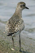 Grey Plover