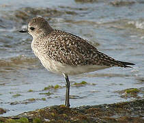 Grey Plover