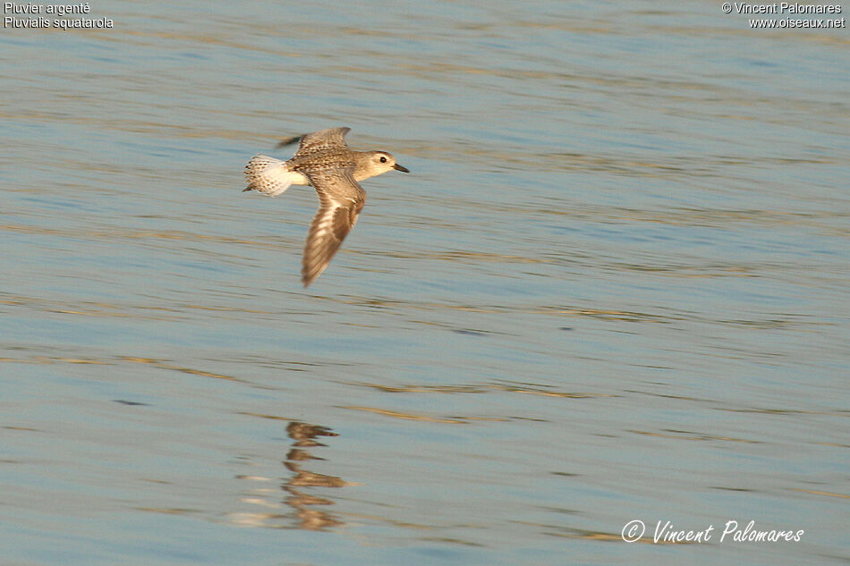 Grey Plover