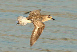 Grey Plover