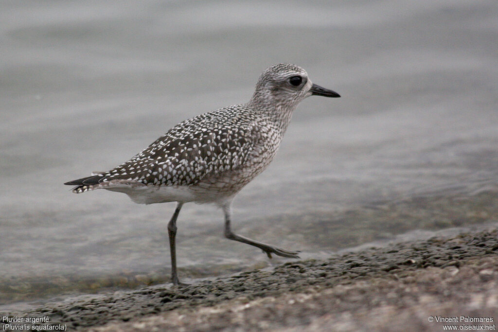 Grey Plover