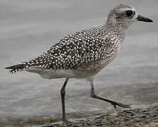 Grey Plover