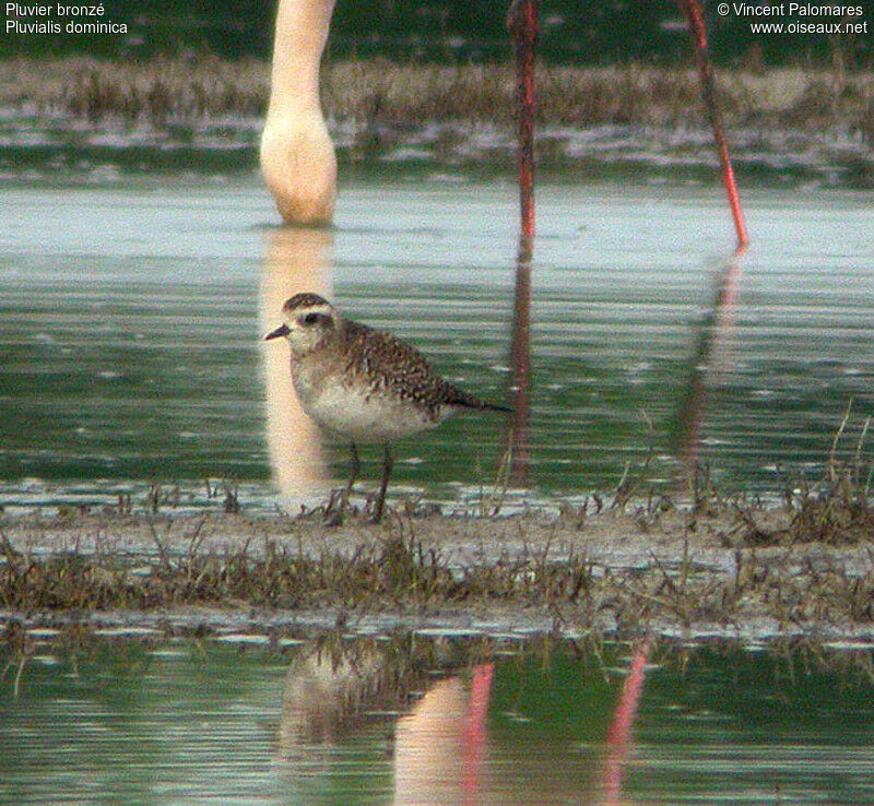 American Golden Plover