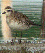 American Golden Plover