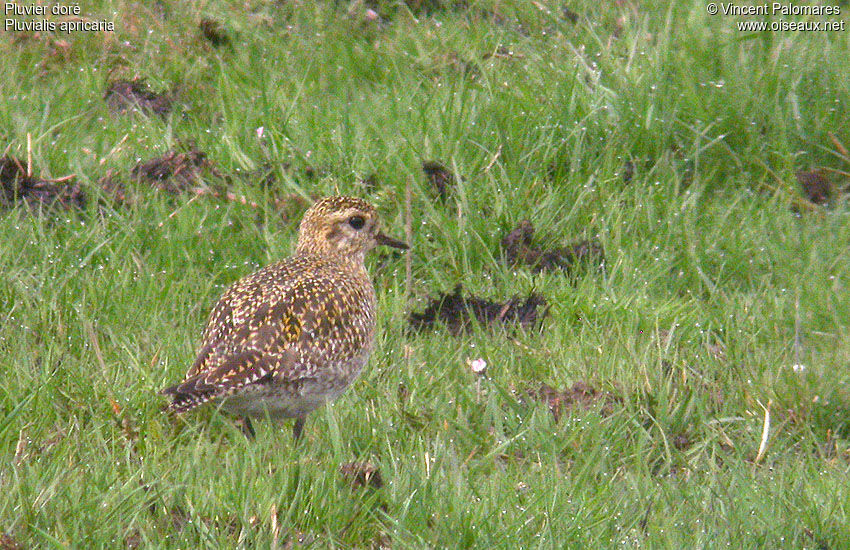 European Golden Plover