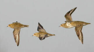 European Golden Plover