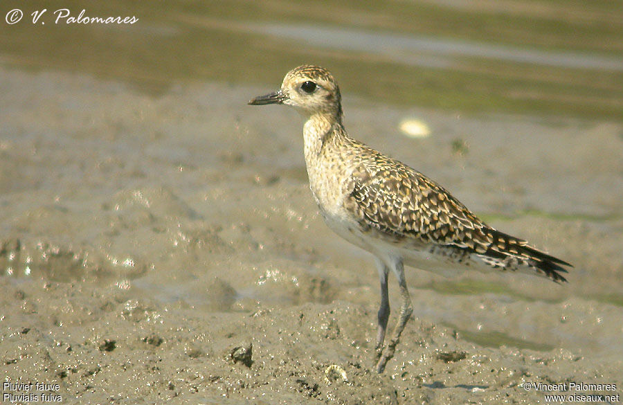 Pacific Golden Plover