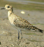 Pacific Golden Plover