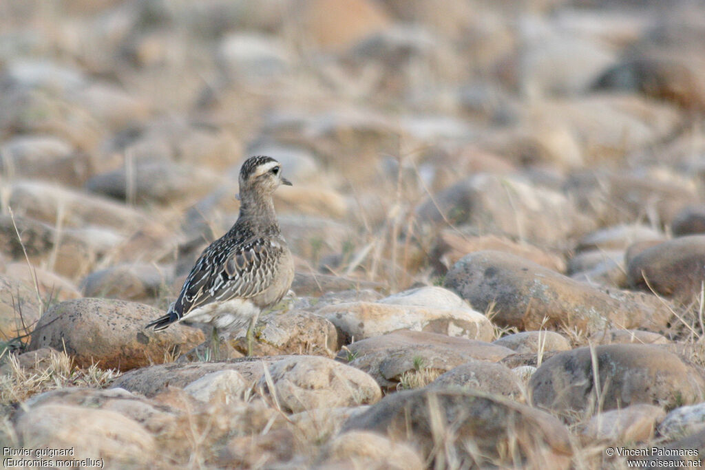 Eurasian Dottereladult