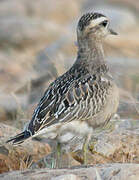 Eurasian Dotterel