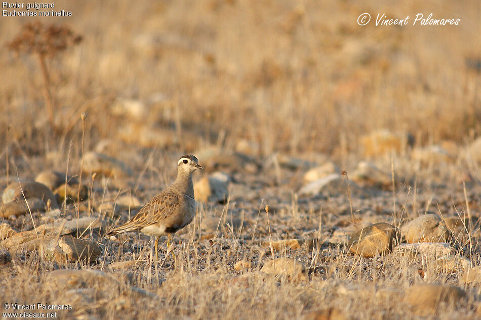 Eurasian Dottereladult