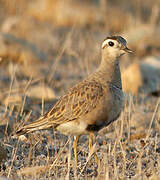 Eurasian Dotterel