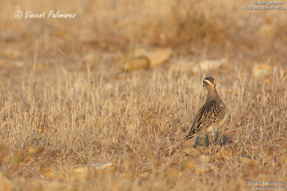 Eurasian Dotterel