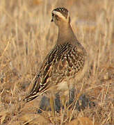 Eurasian Dotterel