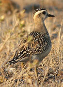 Eurasian Dotterel