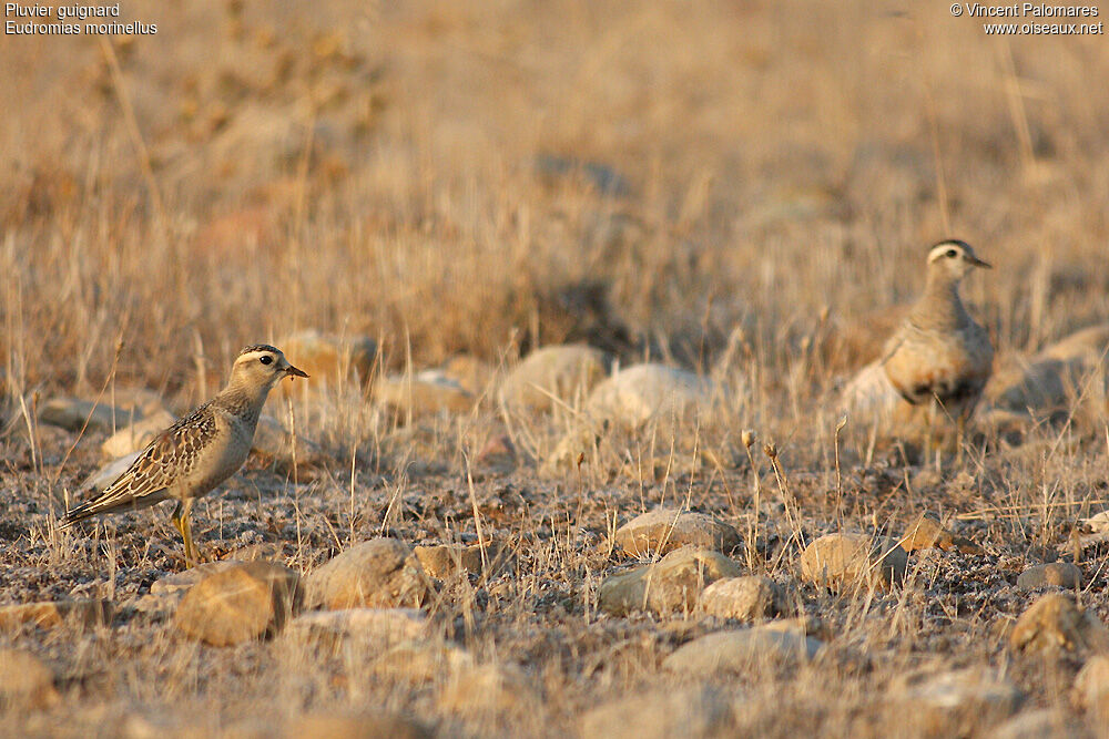 Eurasian Dotterel