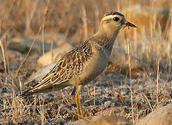 Eurasian Dotterel