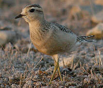 Eurasian Dotterel