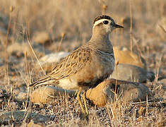 Eurasian Dotterel