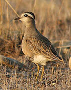 Eurasian Dotterel