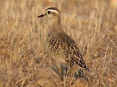 Eurasian Dotterel