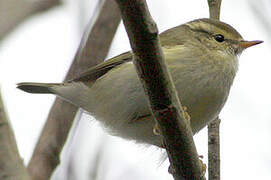 Yellow-browed Warbler