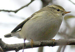 Yellow-browed Warbler