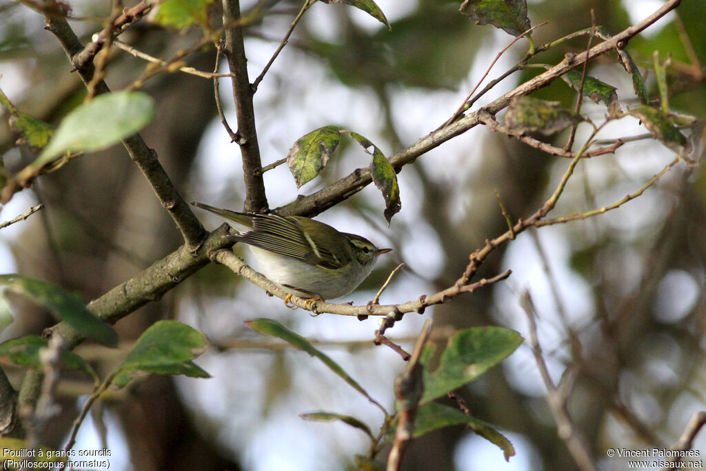 Yellow-browed Warbler