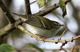 Yellow-browed Warbler