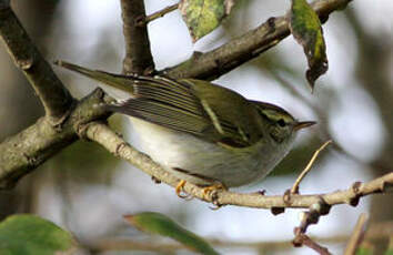 Pouillot à grands sourcils