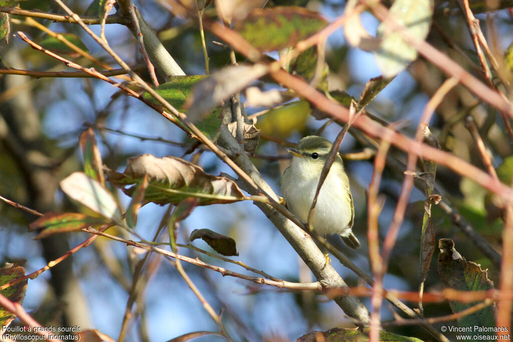 Yellow-browed Warbler