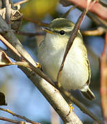 Yellow-browed Warbler