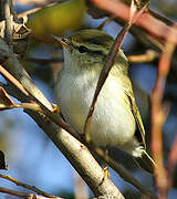 Yellow-browed Warbler